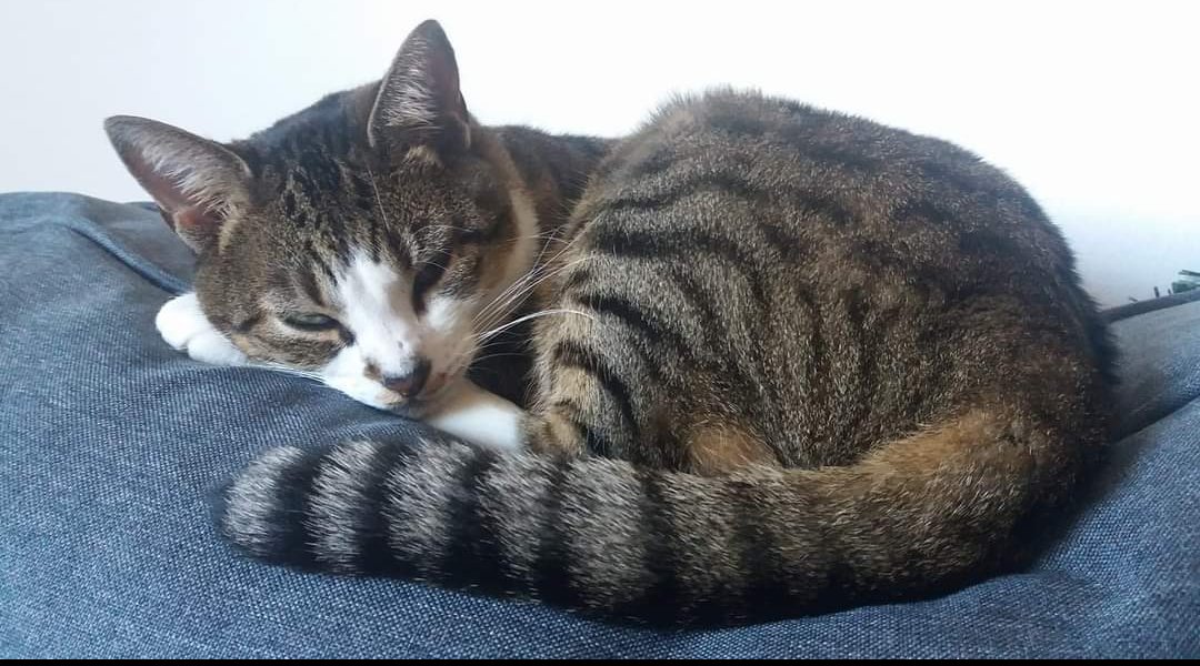 Tweginator's tweet image. My beautiful Xtra...I&apos;ll never stop loving you and I&apos;ll forever miss you. I&apos;m so happy you chose me to take care of you and love you. You&apos;re no longer sick and you&apos;re no longer in pain. But I still wish I could have had more time with you. I love you so much, Xtra...