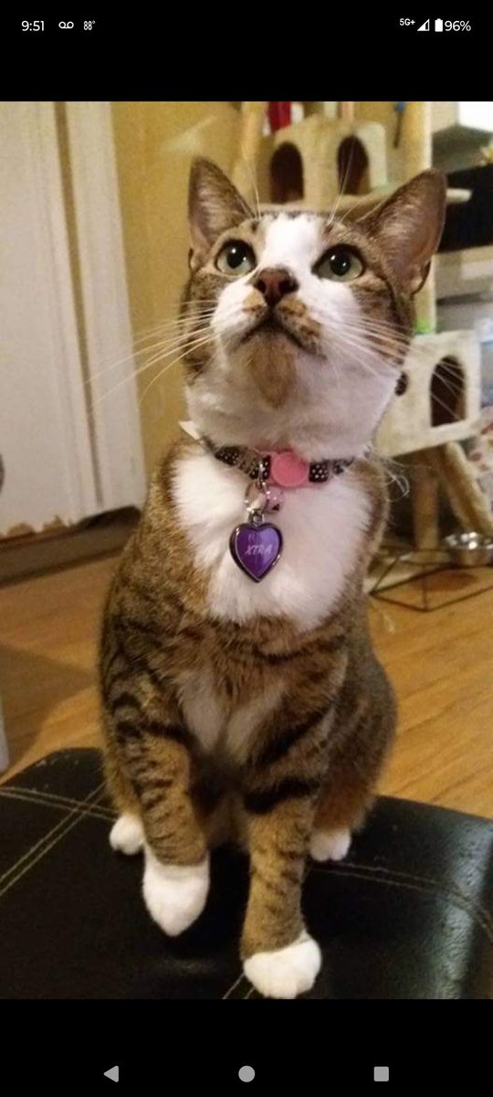 Tweginator's tweet image. My beautiful Xtra...I&apos;ll never stop loving you and I&apos;ll forever miss you. I&apos;m so happy you chose me to take care of you and love you. You&apos;re no longer sick and you&apos;re no longer in pain. But I still wish I could have had more time with you. I love you so much, Xtra...