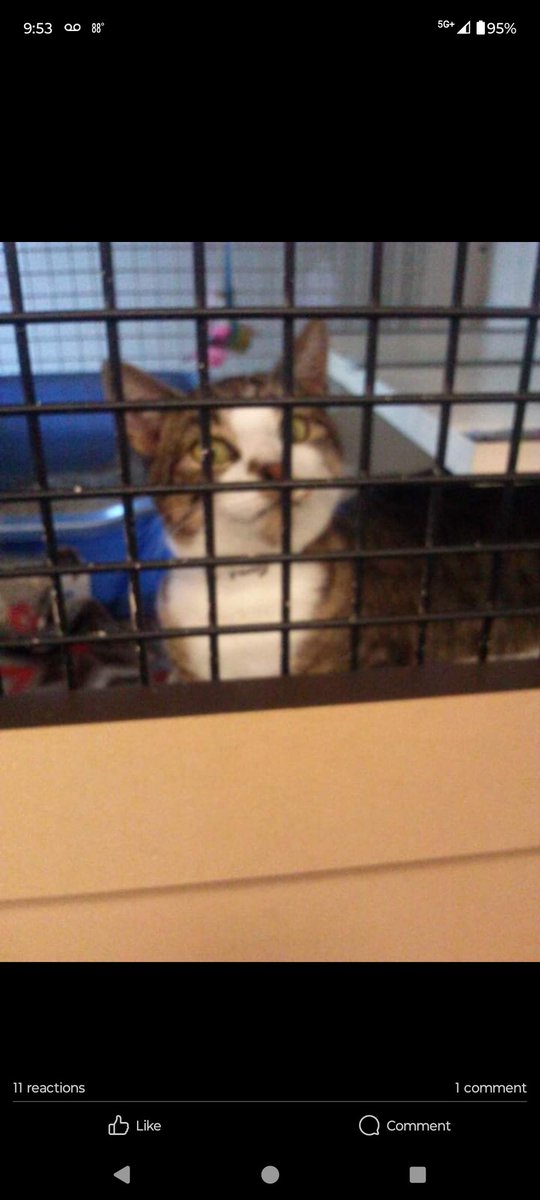 Tweginator's tweet image. My beautiful Xtra...I&apos;ll never stop loving you and I&apos;ll forever miss you. I&apos;m so happy you chose me to take care of you and love you. You&apos;re no longer sick and you&apos;re no longer in pain. But I still wish I could have had more time with you. I love you so much, Xtra...