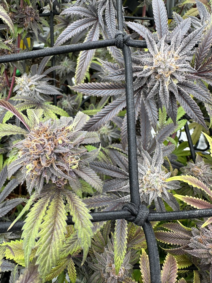 gasmanthegascan's tweet photo. Oatmeal Creme Pie next to Jewish Panties #2 #growlifeornolife #gasinthedeltapass #gasmanthegascan #livingsoil #organic #LED #humboldtcountysown #microbes #fohse #hydroponics #seeds #gardening #medical #greenleopardLED #manoftheredearth https://t.co/3jGTsVOYro