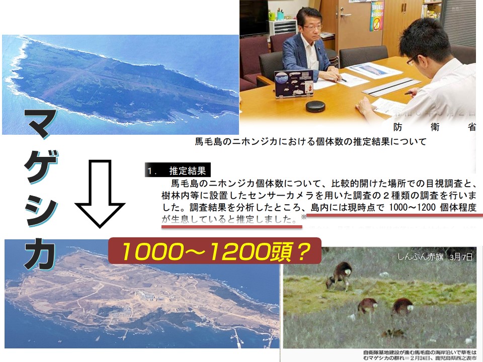 基地建設で変貌した #馬毛島 防衛省は #マゲシカ は「1000～1200の個体