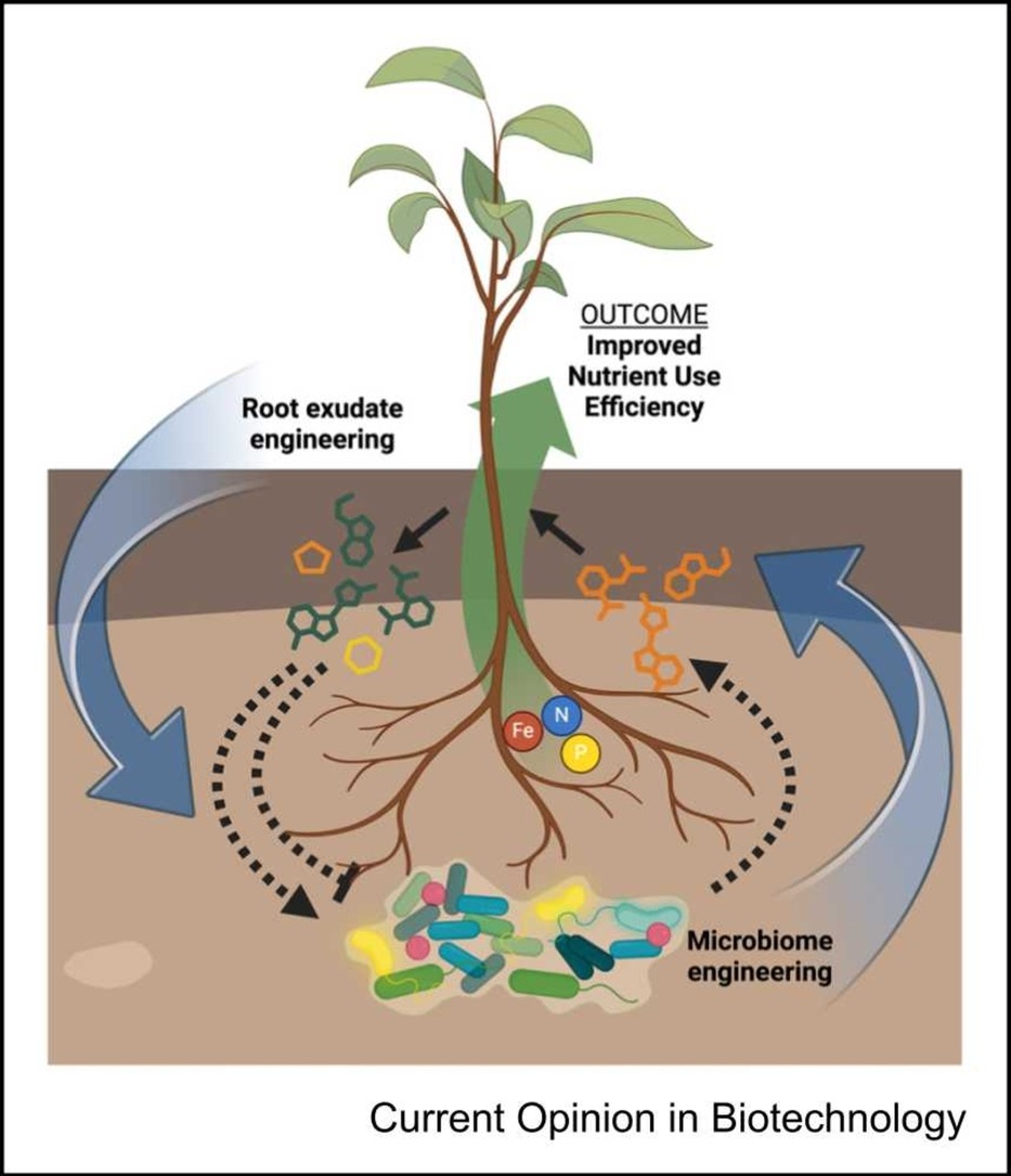 Plant Science Research Weekly June 14 plantae.org/plant-science-… Reviews: Deep learning for stomatal function; Engineering plant-microbe communities for NUE. Flip the light switch for protein production; Tailored protein stability for stress resilience in light and dark (1/4)