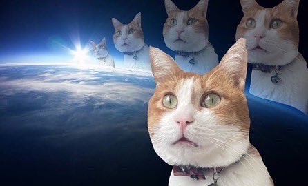 mmm0943's tweet photo. #うちの猫を見て
 #ねこ https://t.co/bGjEIip4Nm