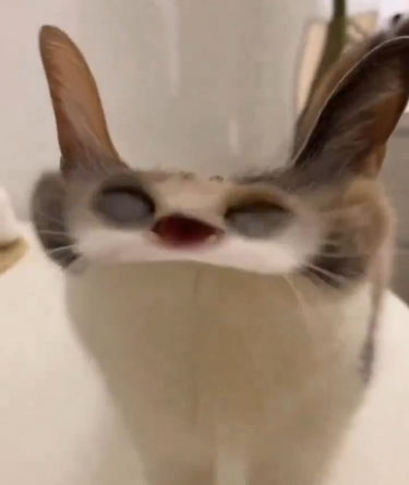 dominabor's tweet photo. @PostsOfCats https://t.co/vpE6ZKRshv