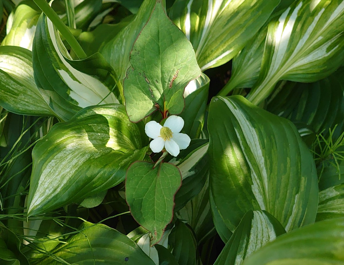 55MINI32's tweet photo. 先日ドクダミチンキを作ったばかりなのに、またまたドクダミが…。
なんと、白い花のような総苞片が5枚のドクダミ発見！
良い事有るかな。 https://t.co/UljF23AGaZ