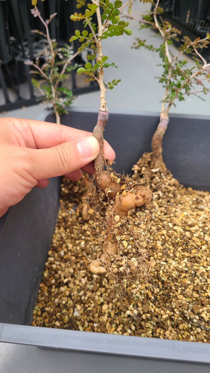 パキプスの根挿し🌳
1つを3等分して植えてみたんだけど、それぞれパワータンクモリモリになってました🫡
無限に増やせるやん。。