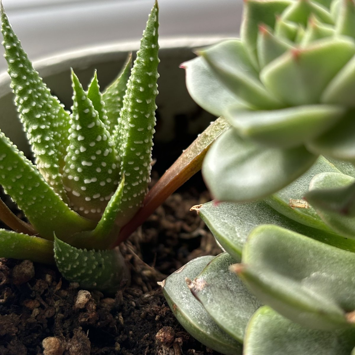 Just a photo of my games / music room plants… that it.