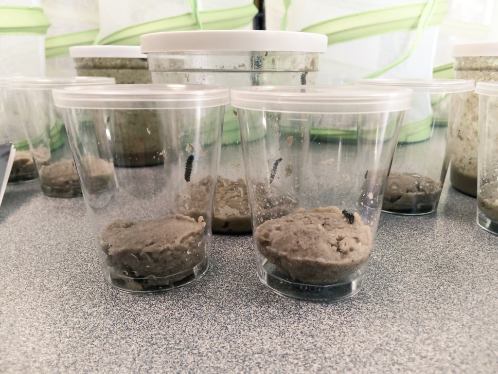 Halling Primary School tweet media