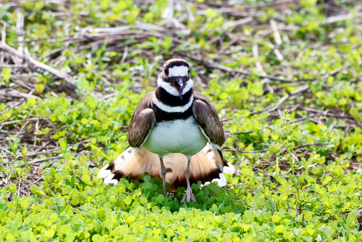 It’s Friday!! 

#GetOutside #Killdeer #DistractionDisplay #Plover #WeGotThis 🙌🏻