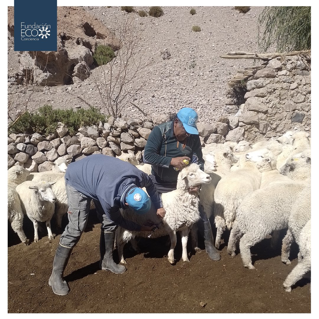 🌨️🐑 ¡Preparándonos para el invierno con amor y cuidado! 🐑🌨️

Con la temporada invernal a la vuelta de la esquina, sabemos que nuestros amigos peludos enfrentan desafíos debido a la escasez de pasto. Es común que los animales adelgacen en esta época.