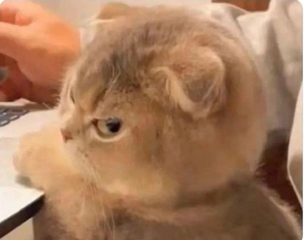 sarcastic_us's tweet photo. Me when I'm trying to cancel plans and someone keeps coming up with solutions https://t.co/V0nKkhreH1