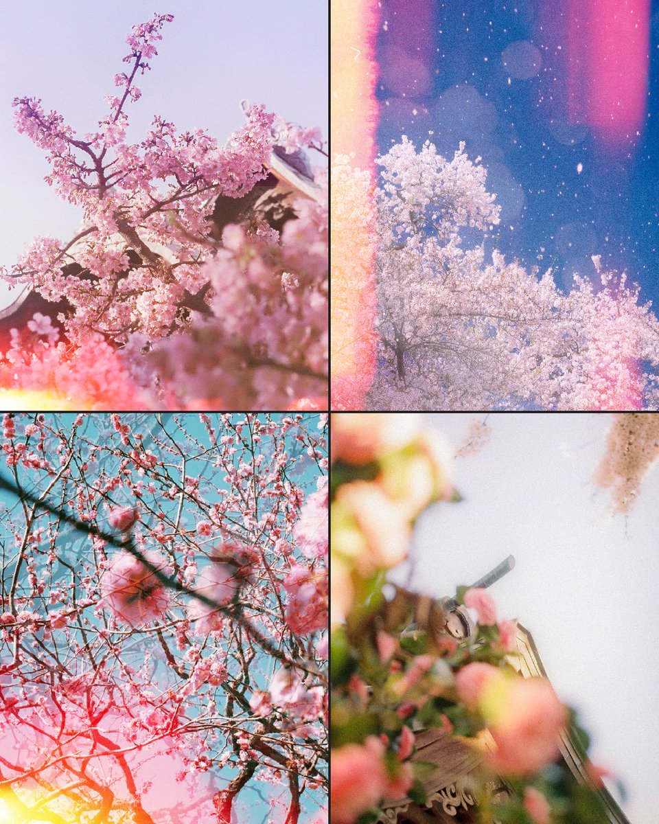IDerech's tweet photo. Japanese Sakura on expired film... https://t.co/fYEI0yUqqo
