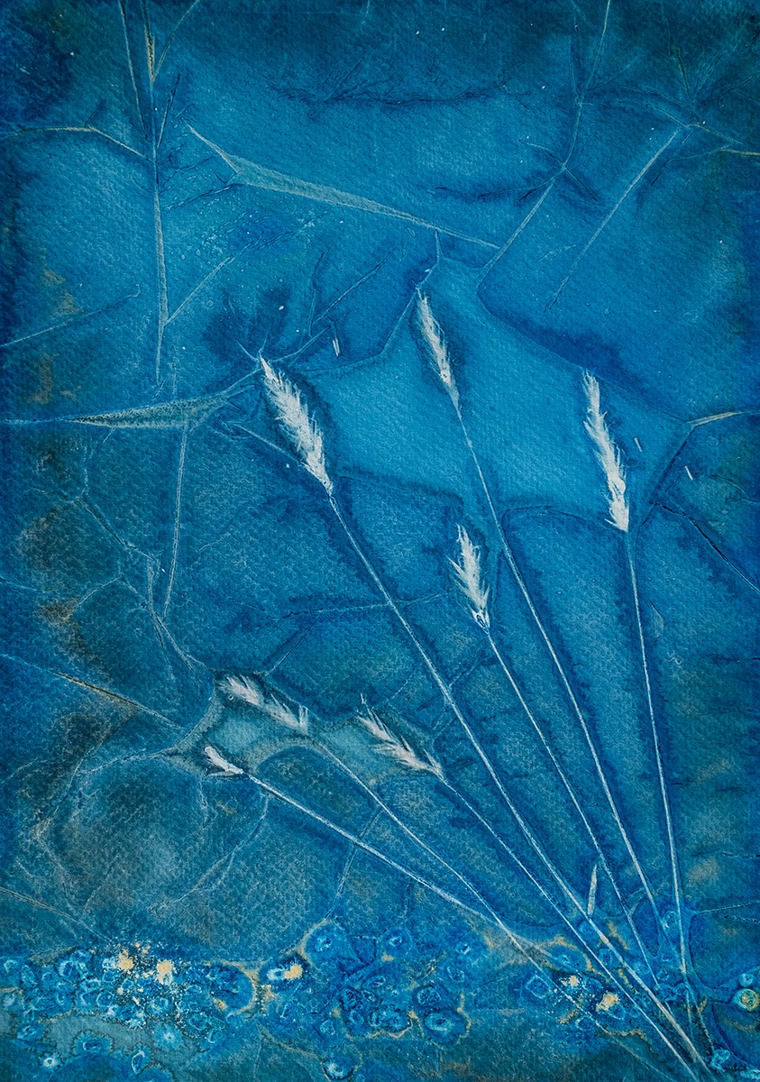 inspired0images's tweet photo. Simple grass serves as an ideal subject for the wet cyanotype process involving salt, vinegar, and turmeric. This artwork measure 12 by 10 inches. Enjoy and feel free to share,.!

#Cyanotype
#Wetcyanotype
#Grass
#Worldcyanotypeday
#Sunprints
#Fabriano1264 https://t.co/lMj1RhjPgP