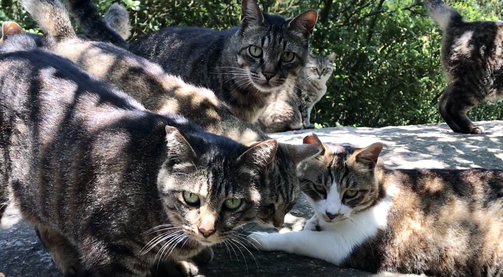 kouryuuneko's tweet photo. 驚くほど仲が良い猫集団、団結力強いデカい黒猫どんちゃんグループ 
Cats have an amazing sense of unity.

▶︎ https://t.co/ZZ1T6fBxLI 
#Unity #catgroup #猫集団 #交流猫動画 https://t.co/yGBi1MeJnA