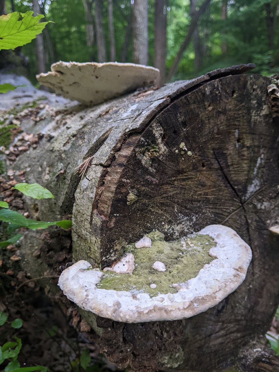 Kevin McClain tweet media