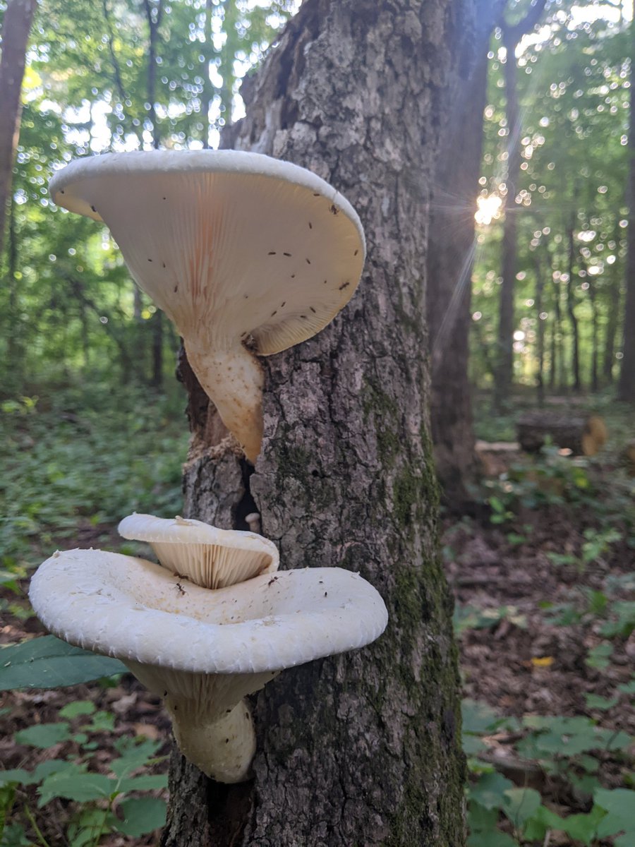 Kevin McClain tweet media