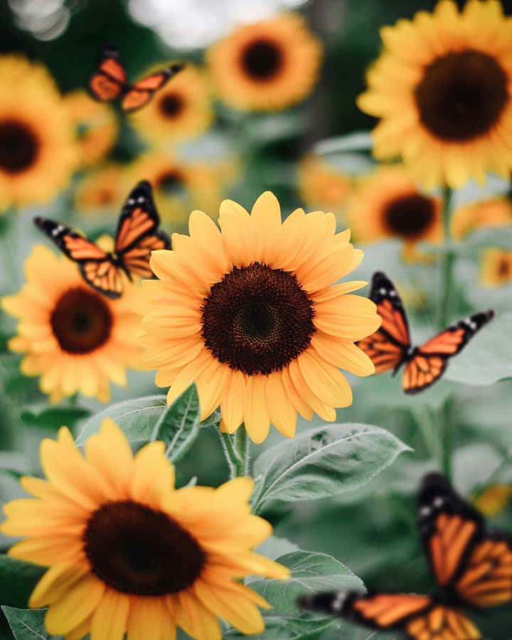 aestheticspost_'s tweet photo. https://t.co/PYJq9vFRaw