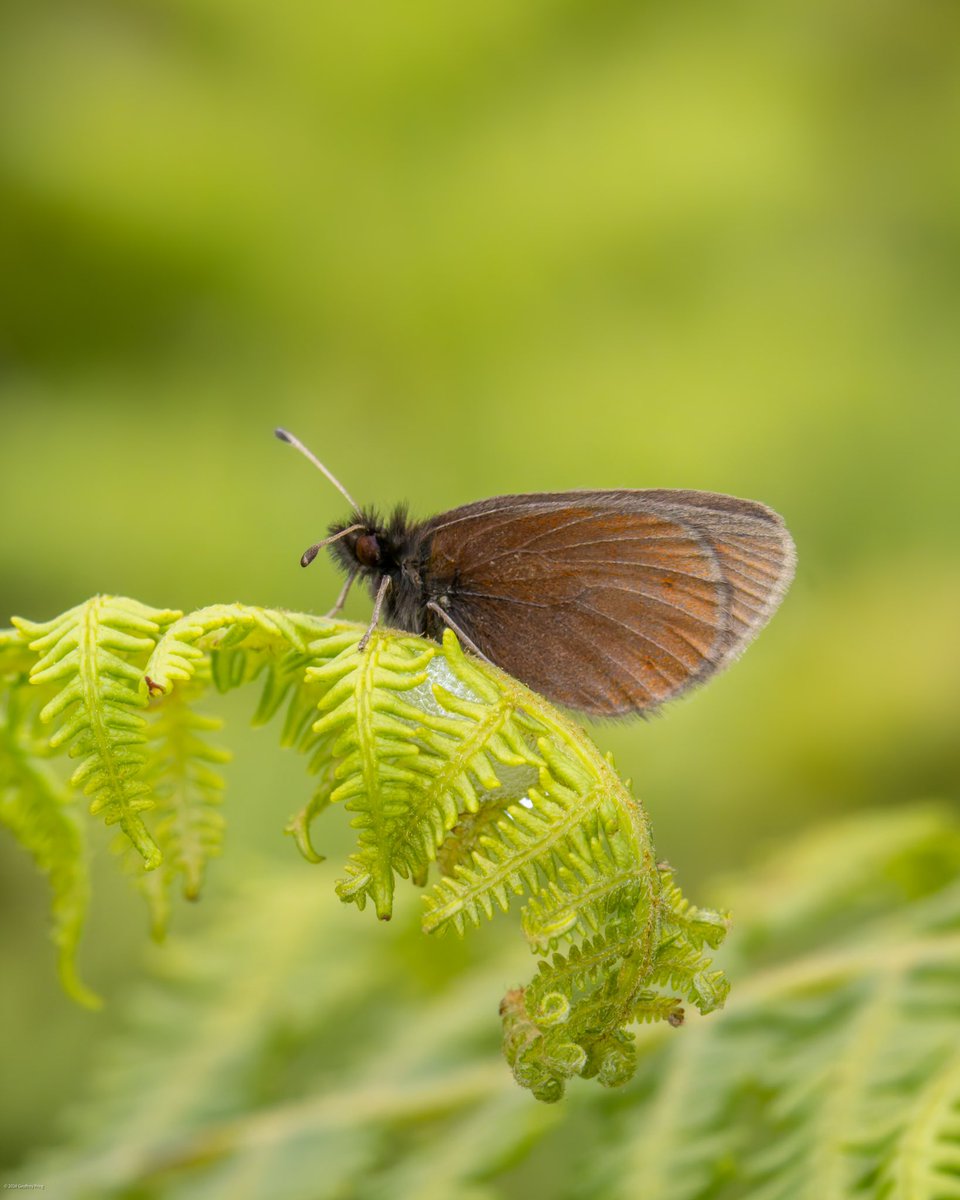 Took 2 attempts but finally got the last of the GB butterflies. Conditions not good but with help of some extra eyes on the Irton Fell Mountain Ringlet hunt the shout went up just before we had to leave 😅! An emotional moment even if it’s not the freshest of examples. 58 ✅
