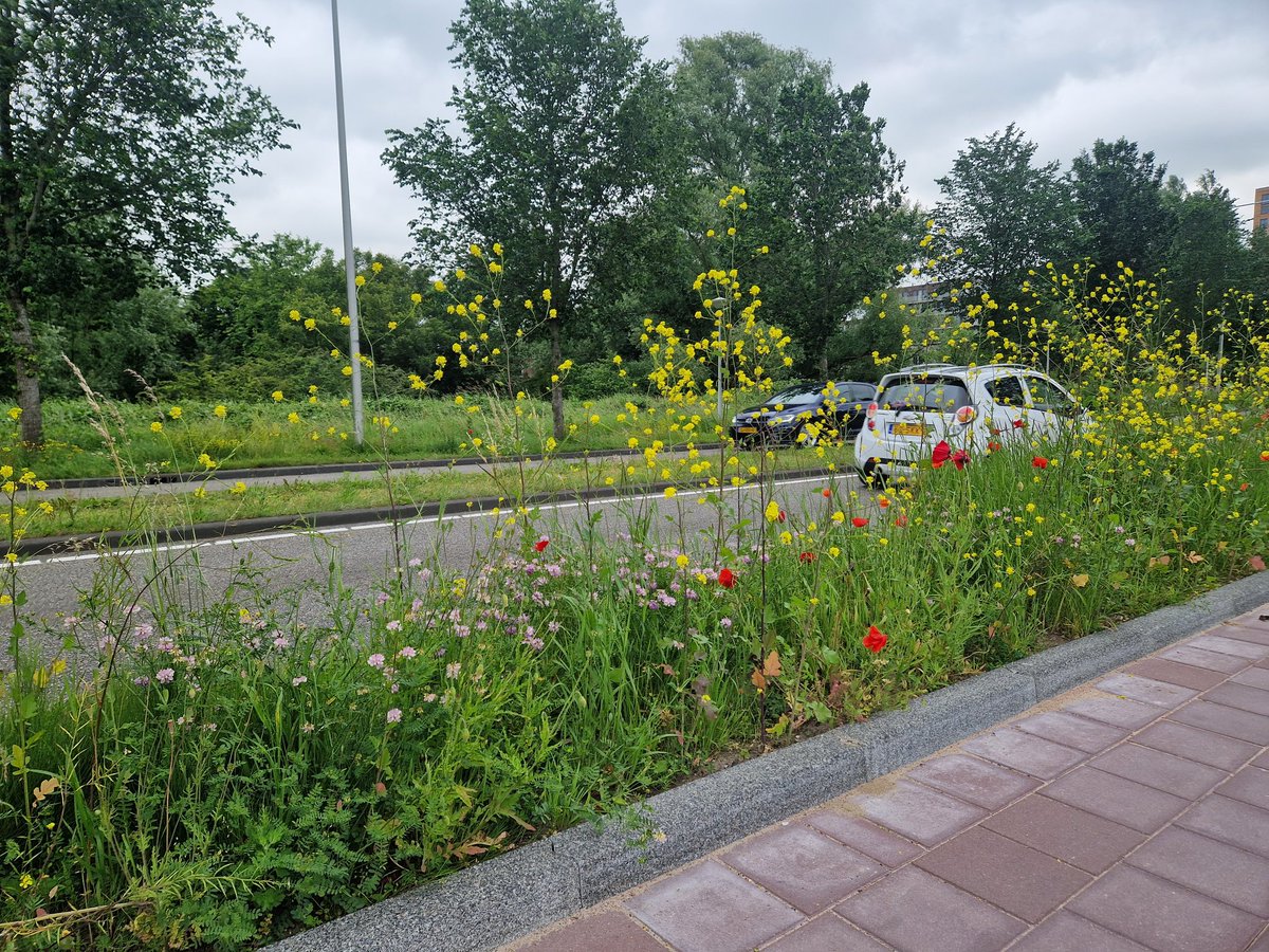 Het niet meer maaien van bermen is zo gaaf