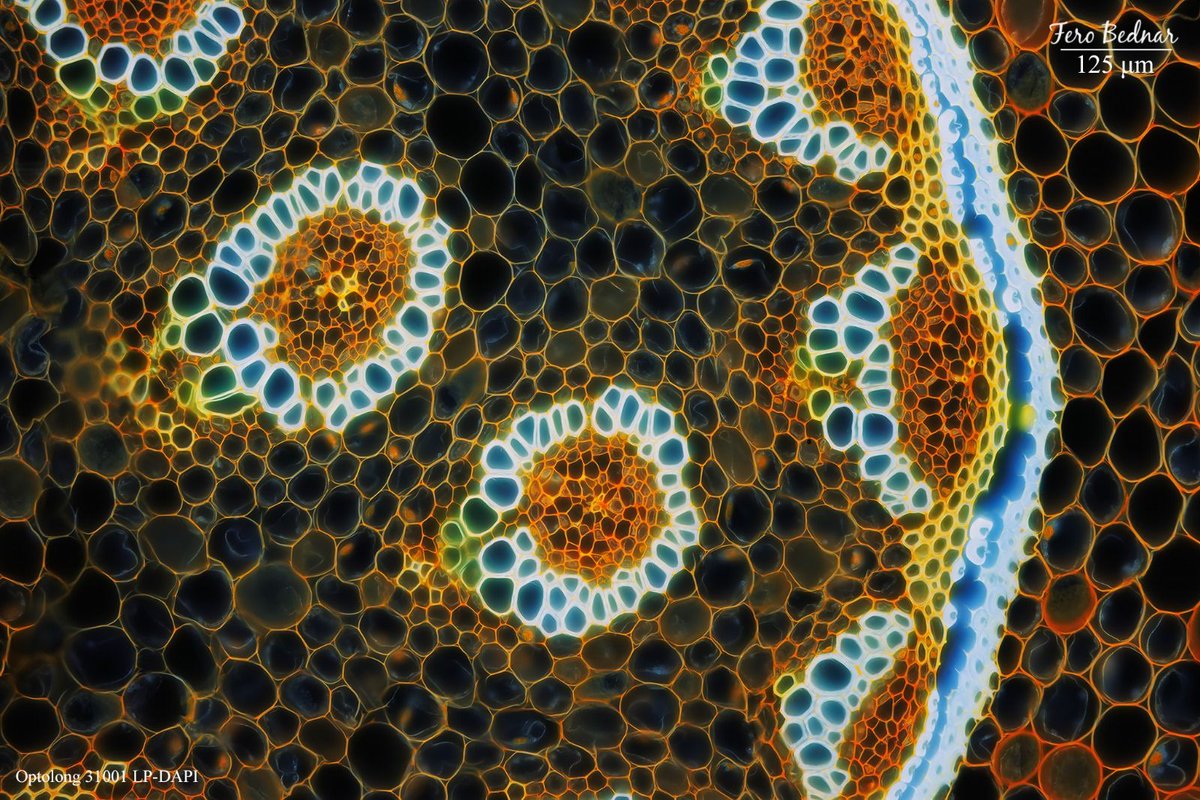 FLfilters's tweet image. #FluorescenceFriday
Photographer👨‍🔬: Frantisek Bednar
Filter set🔍️: #Optolongfluorescencefilter DAPI longpass (Excitation 340nm-390nm, Emission 415nm Dichroic 405nm)
Microscope🔬: #Olympus #Evident BX51