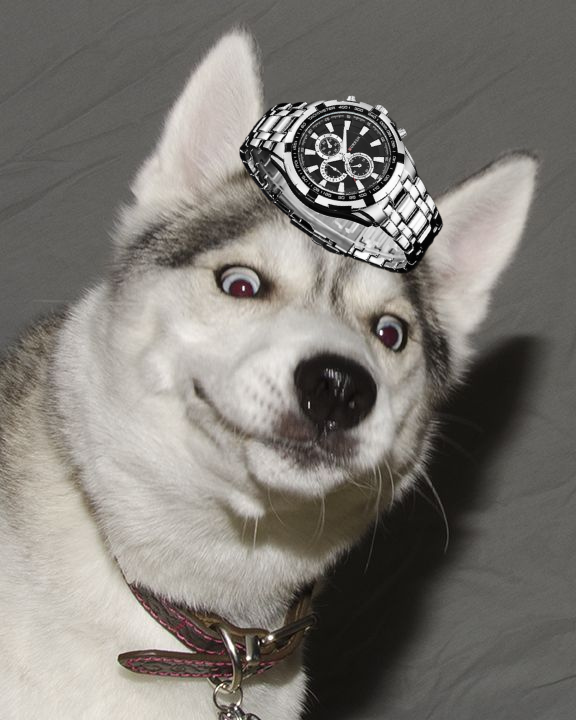 HuskyAlbert's tweet photo. $ALBERT is coming soon! Get ready for something amazing. https://t.co/21OK63HBfr