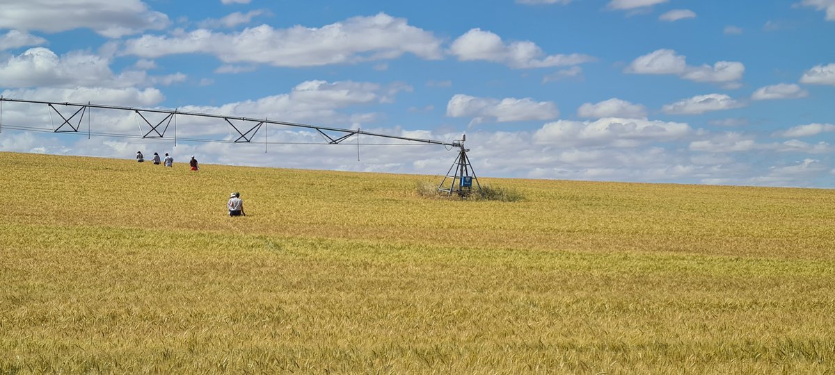 nunoMarizPonte's tweet photo. In the last 2-days the 2nd-year @wheatbiome EU project sampling campaign took place at Zamora, Spain 🇪🇸 - #Soil and #wheat were collected by @GreenUPorto (CropLab and LabRisk), @laqv_requimte  and @uvigo (Food and Health Omics) 🌾🧪🇪🇺 https://t.co/NUDlMJwsuk
