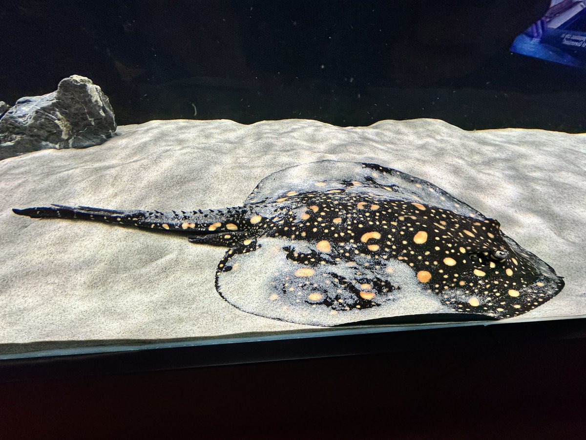 DustyPee's tweet photo. Lola keeps trying to bury himself in the part of the tank that he’s moved all the sand from. 🙄#notthatbright https://t.co/Hzhi3TDdN7