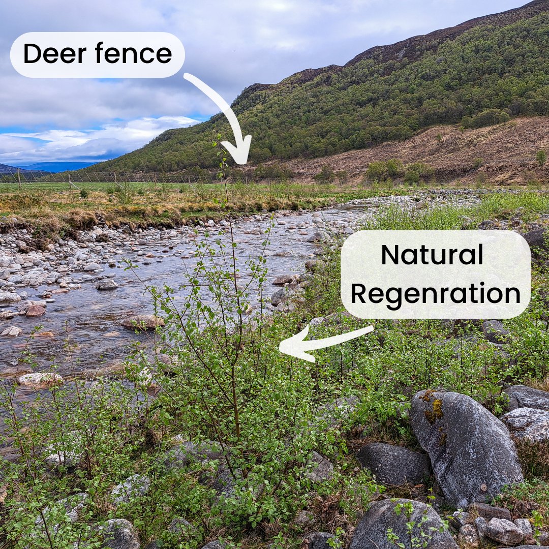 Progress....😁 🌱🌲

When visiting one of our project sites (this is our River Calder restoration project), there's nothing more exciting than seeing nature starting to rebound, new growth, and the landscape springing back into life.

speycatchment.org