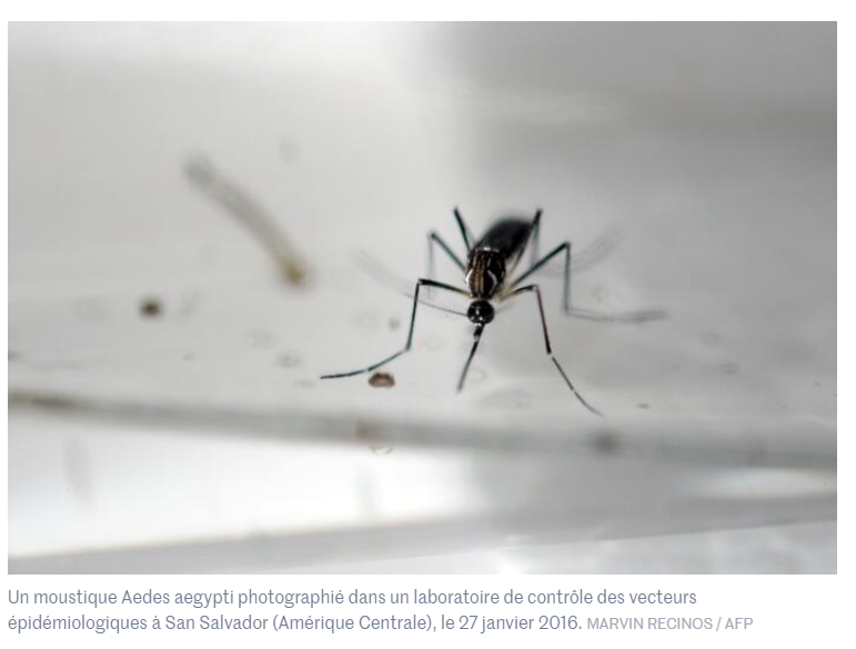 En Europe, les cas de dengue et de maladies liées aux #moustiques connaissent une « hausse significative » 👉 lemonde.fr/planete/articl… #santé RT <a href="/lemondefr/">Le Monde</a>