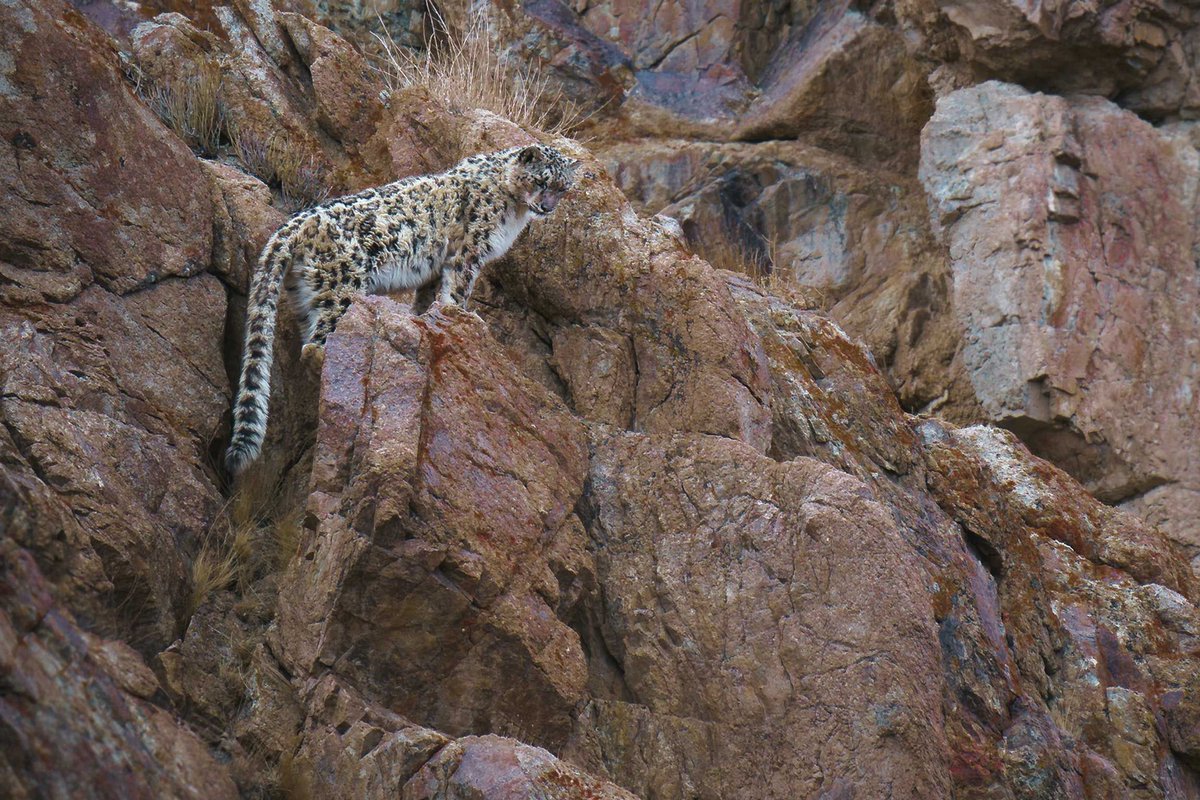 RandRtours's tweet photo. We're introducing new group tours for India! 

These small groups of eight people maximum showcase some of India's astonishing wildlife highlights. From snow leopards in the Ladakh region of the Himalayas, to the jungles of central India where tigers roam. Get in touch today! https://t.co/1rOzFLwryB