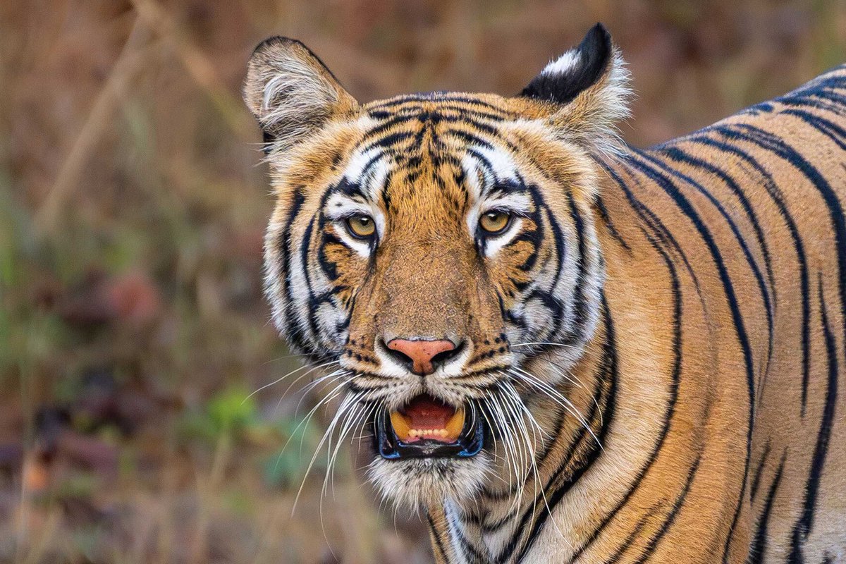 RandRtours's tweet photo. We're introducing new group tours for India! 

These small groups of eight people maximum showcase some of India's astonishing wildlife highlights. From snow leopards in the Ladakh region of the Himalayas, to the jungles of central India where tigers roam. Get in touch today! https://t.co/1rOzFLwryB