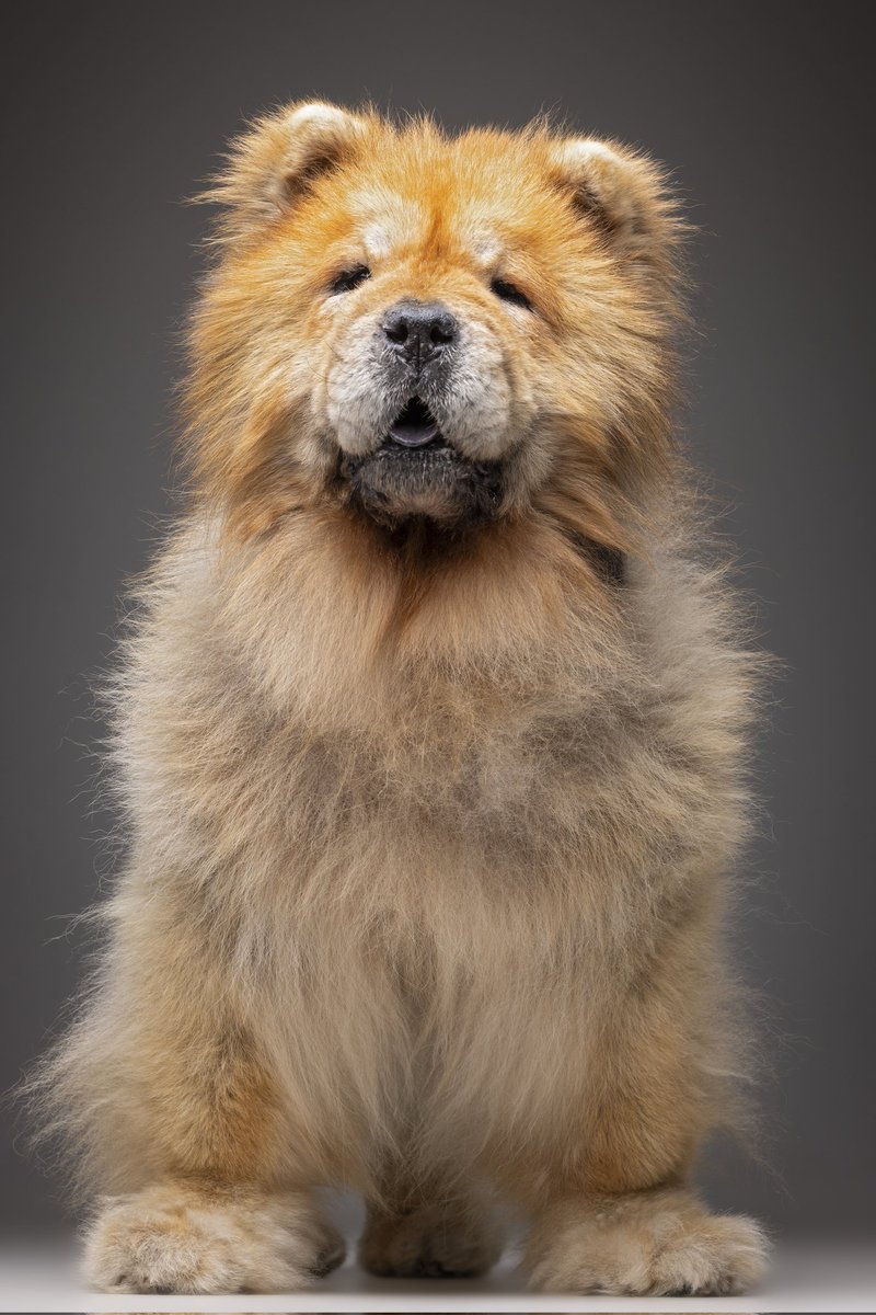 ChowChowObi's tweet photo. Hace unos días mi humana me llevó al @fotografoperros para que me hiciera unas fotos bonitas. La idea de mi humana era demostrar que los perros abuelitos seguimos siendo guapos aunque ya no tengamos el pelazo y la envergadura de antes. ¿Qué os parecen? https://t.co/y3iJnsF2g6