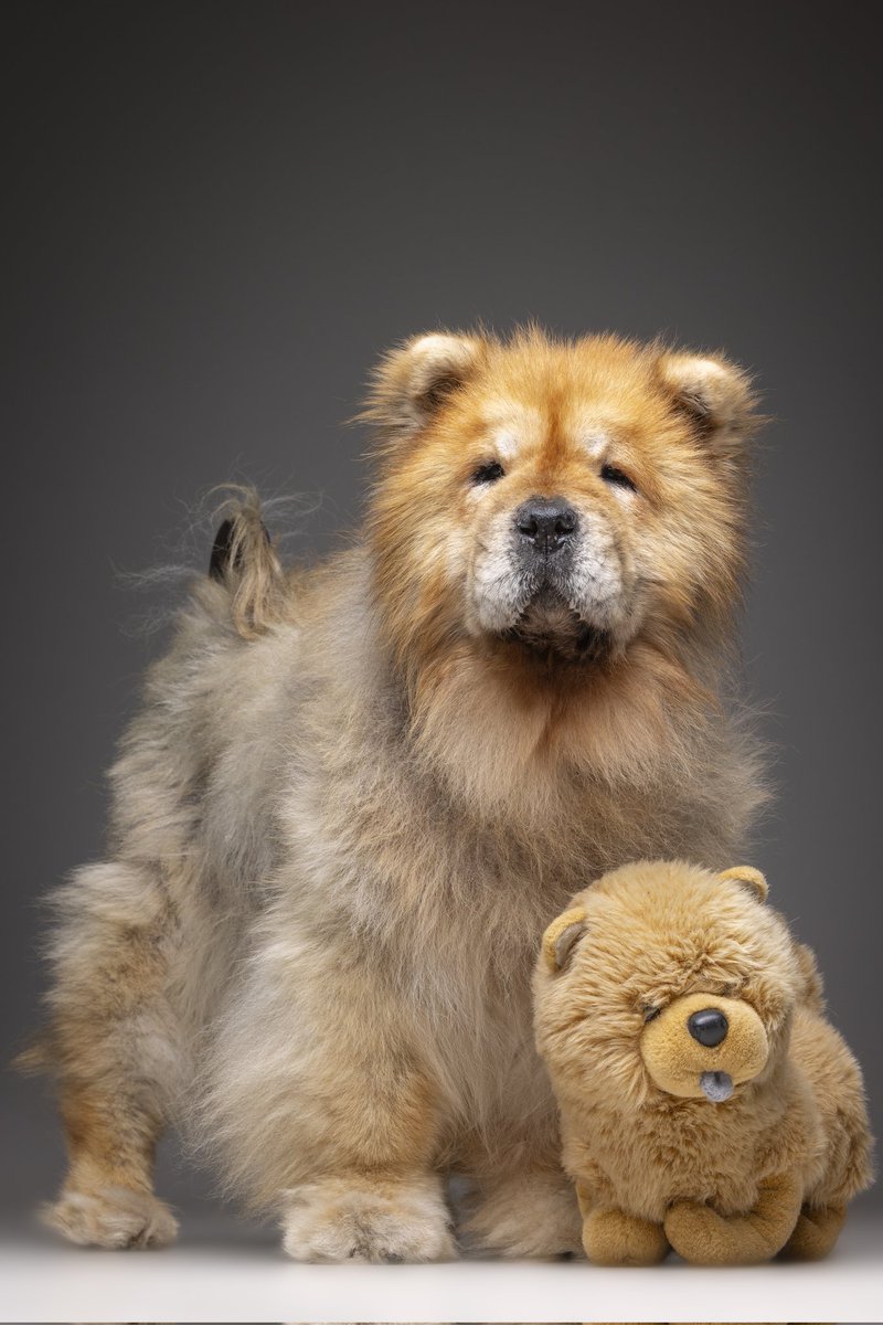 ChowChowObi's tweet photo. Hace unos días mi humana me llevó al @fotografoperros para que me hiciera unas fotos bonitas. La idea de mi humana era demostrar que los perros abuelitos seguimos siendo guapos aunque ya no tengamos el pelazo y la envergadura de antes. ¿Qué os parecen? https://t.co/y3iJnsF2g6