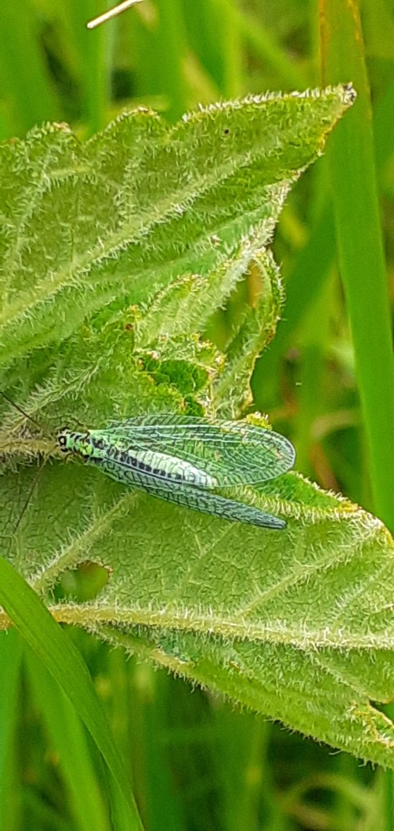 What a beautifully delicate butterfly: a lacewing. Amazing body colours. Took this photo at Loch Leven, Fife. #naturelove