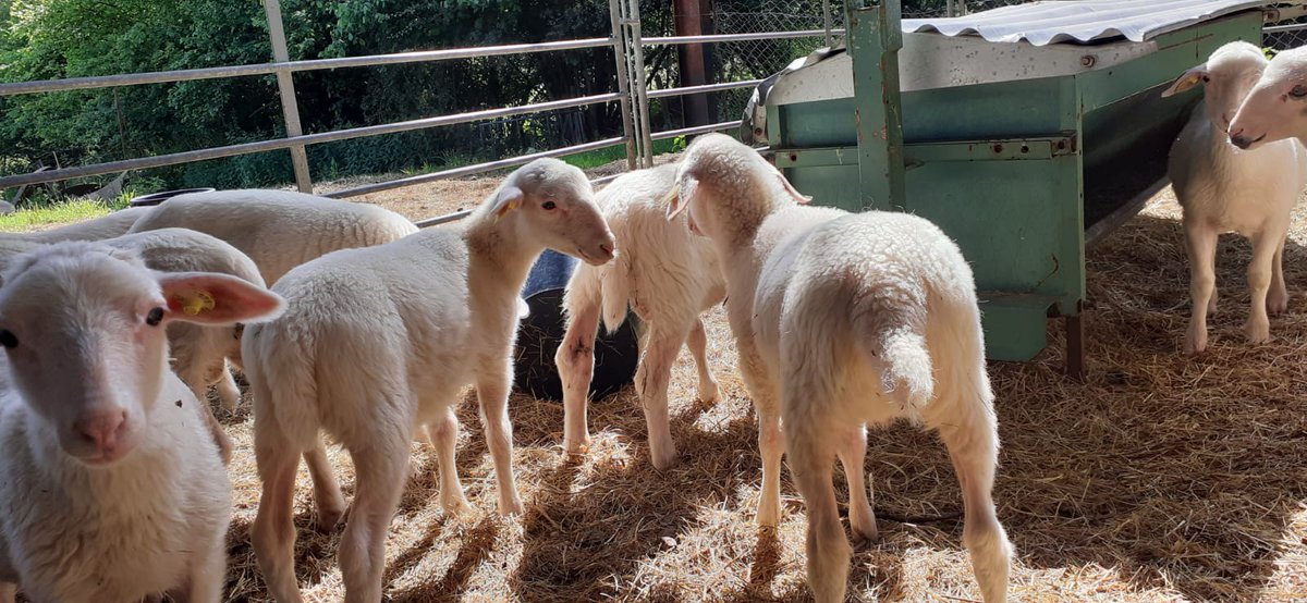 InstitutElevage's tweet image. Retour sur | Séminaire #INOSYS Réseaux d’Élevage
Conseillers #Ovins Viande 🐑
↪️ Dans le cadre du réseau thématique Modèles d’#Installations Audacieuses
📅 11 &amp;amp; 12 juin à Guéret
✅ Échanges sur spécificités de ces systèmes
✅ Visite d'exploitations
Info : cutt.ly/GepwmlTp