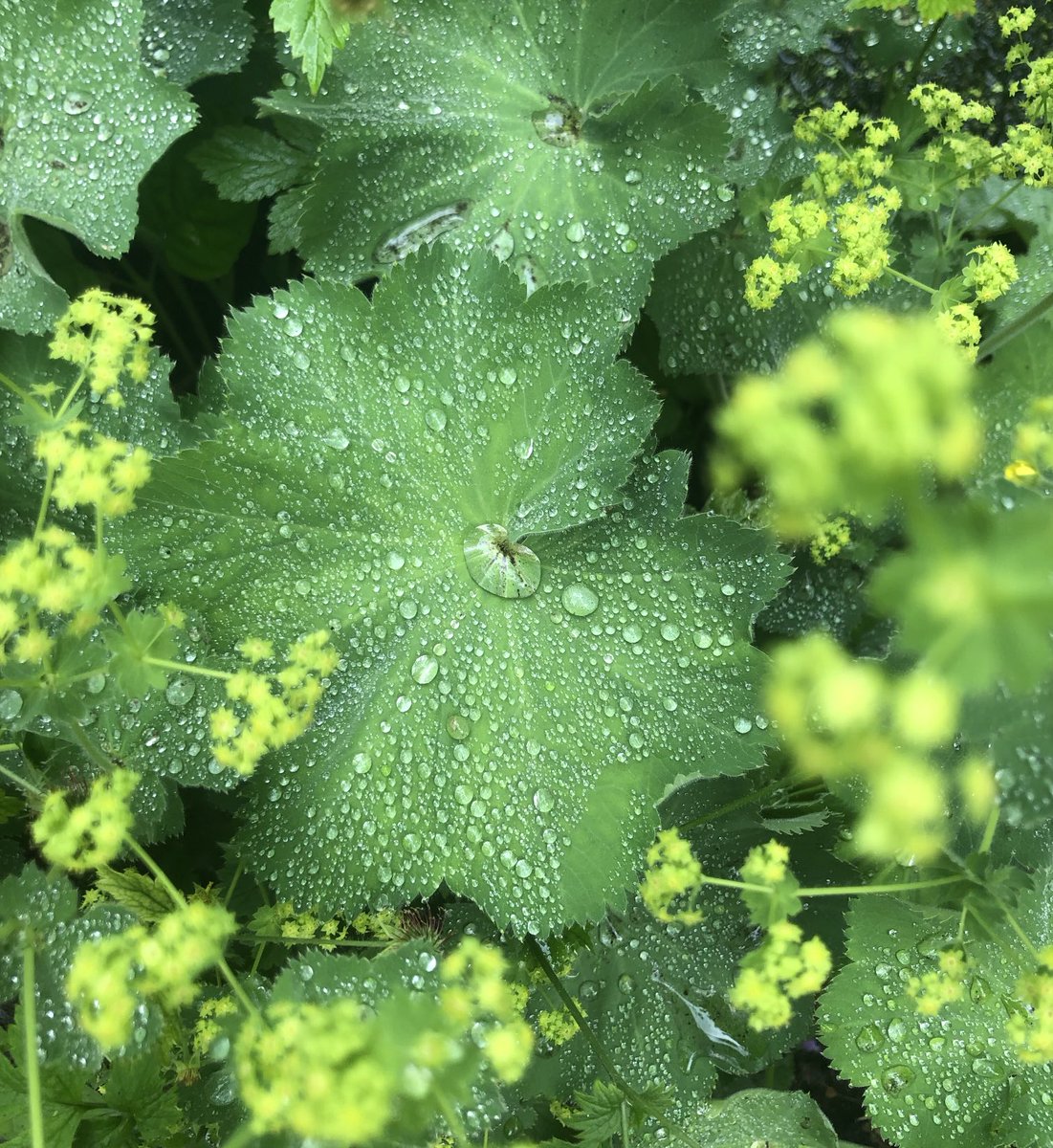 Lissa Evans tweet media