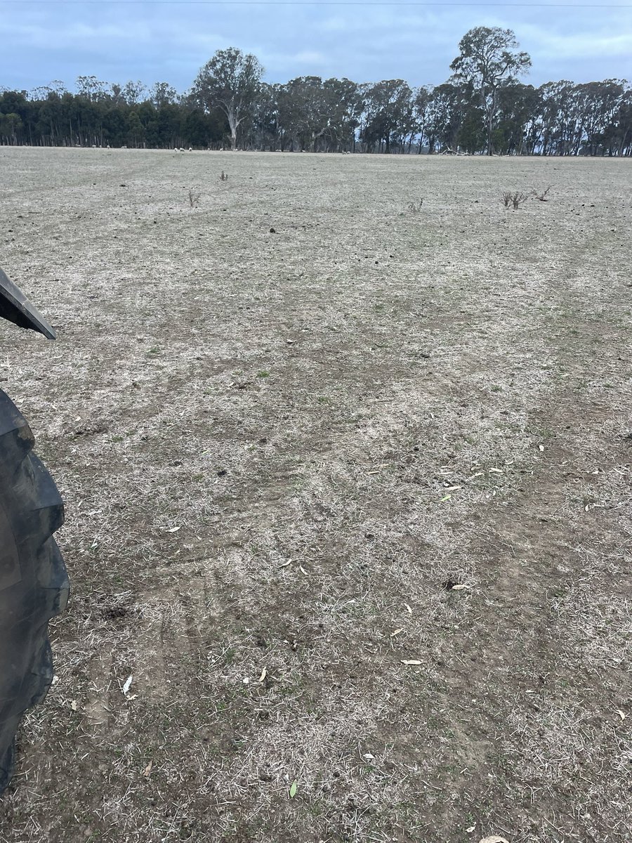 In a very tough year for a lambing ewe at home. We are very proud of our ewes. Proving tough and resilient. It the the tough years were great Genitics and breeding objectives pay off.  <a href="/DarrenGordon22/">darren gordon</a> <a href="/neXtgenAgri/">neXtgen Agri Ltd</a> <a href="/awn_rural/">AWN</a>