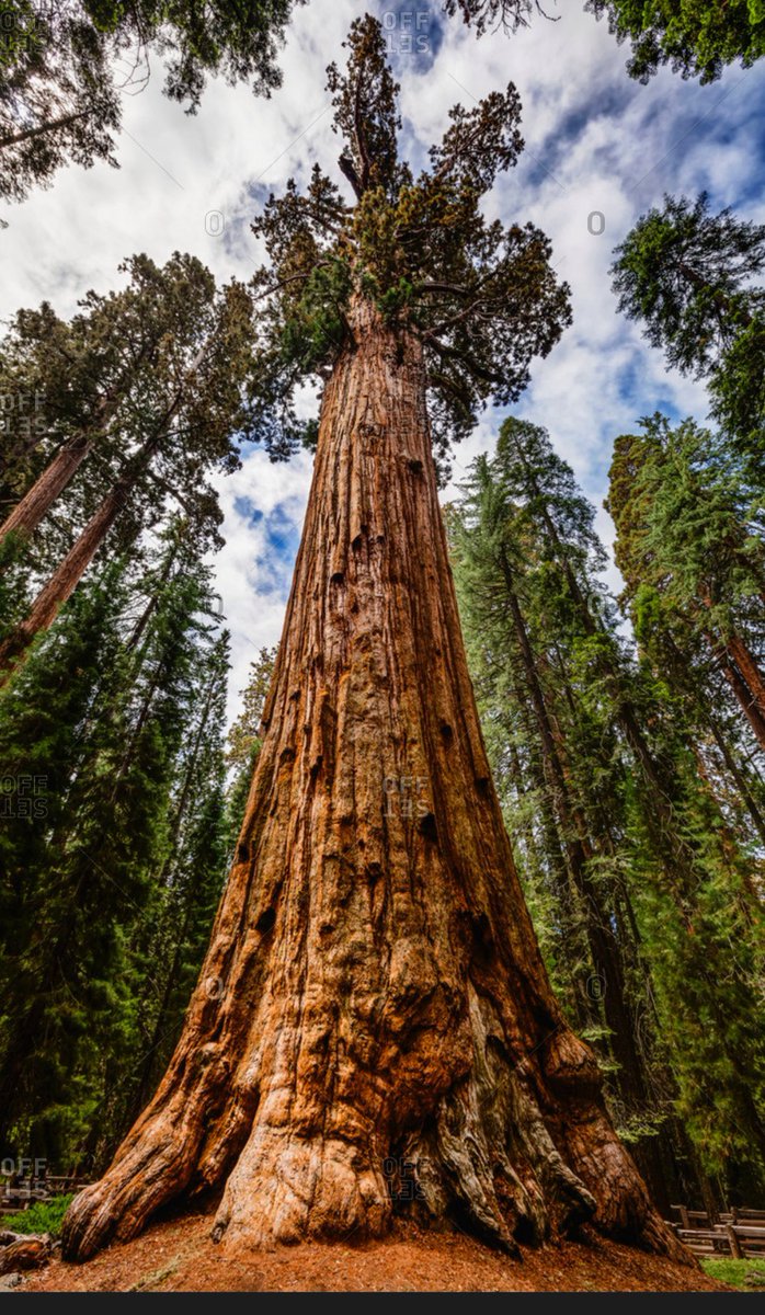 OnceAFutureKing's tweet photo. Liberal normie tree VS BASED gigachad tree #FreeTheTrees https://t.co/tSYcG5k1yj