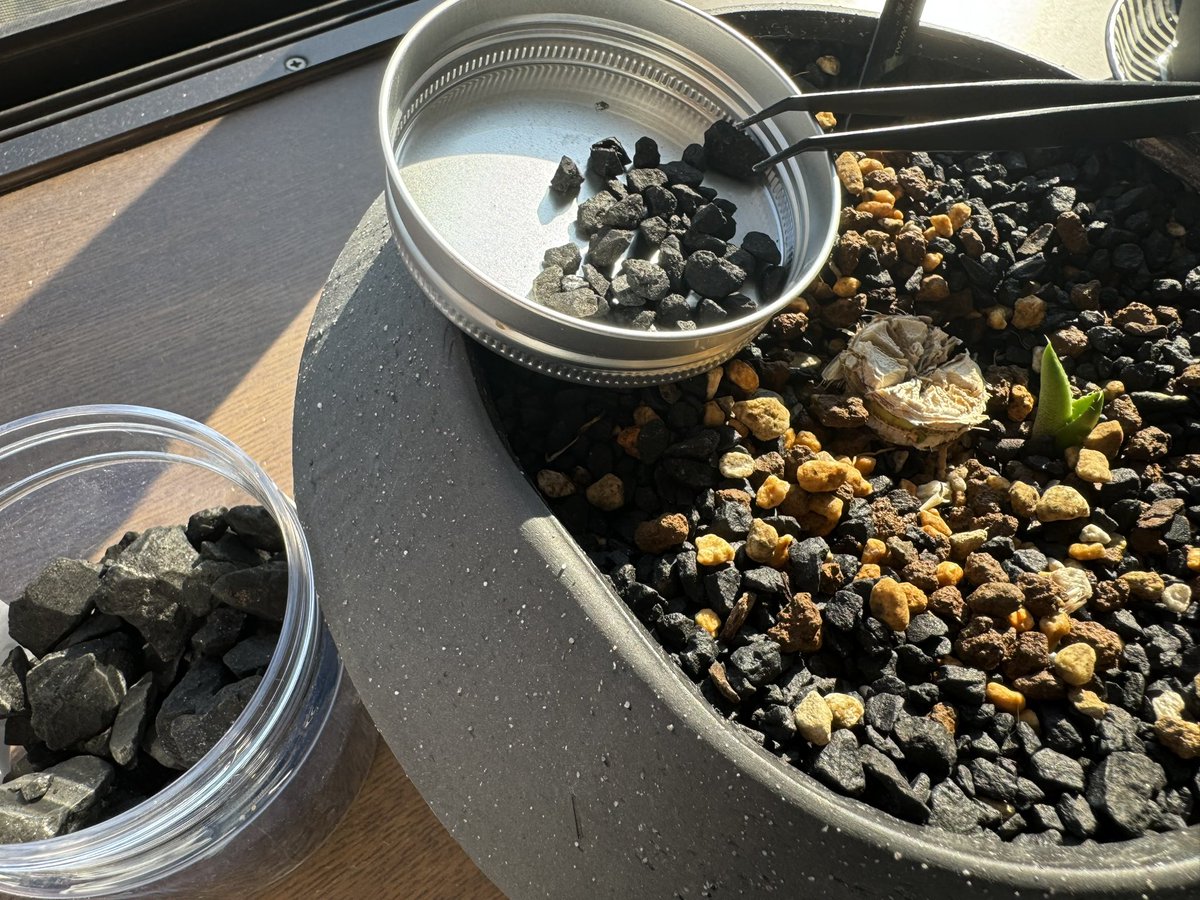 休日は、化粧石の仕分け😂

皆さん植え替えする際、化粧石ってどうしてるんだろう💭
簡単に仕分けができるいい方法ってないのかな？🤔

#アガベ #龍舌蘭 #子株 #多肉植物 #化粧石