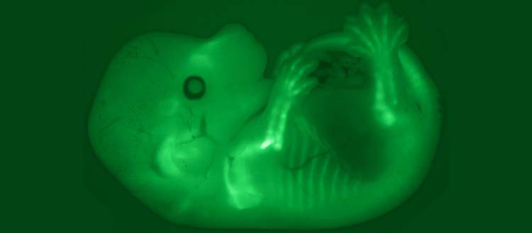 Des scientifiques de l’#UNIGE ont identifié les séquences génétiques régulant l’activité des gènes responsables de la croissance osseuse.
<a href="/guillaumeandrey/">Guillaume Andrey</a> <a href="/F_Darbellay/">Fabrice Darbellay</a> 
#science #médecine #recherche #génétique
ow.ly/cfek50SizmR