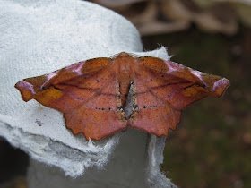 From Landguard, Noted in only a dozen previous years, Lilac Beauty is becoming more regular in recent times.