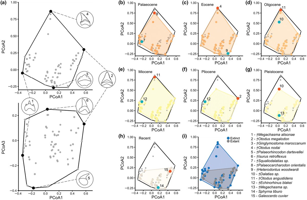 Ryan Reisinger (@ryan_reisinger) on Twitter photo #FridayFryup #PaperOfTheWeek...
------------------------------------
007
"The rise and fall of shark functional diversity over the last 66 million years"
By <a href="/CooperPalaeo/">Dr. Jack Cooper 🦈</a> and <a href="/pimientoc/">Catalina Pimiento</a>
doi.org/10.1111/geb.13… #FridayFryup #PaperOfTheWeek...
------------------------------------
007
"The rise and fall of shark functional diversity over the last 66 million years"
By <a href="/CooperPalaeo/">Dr. Jack Cooper 🦈</a> and <a href="/pimientoc/">Catalina Pimiento</a>
doi.org/10.1111/geb.13…