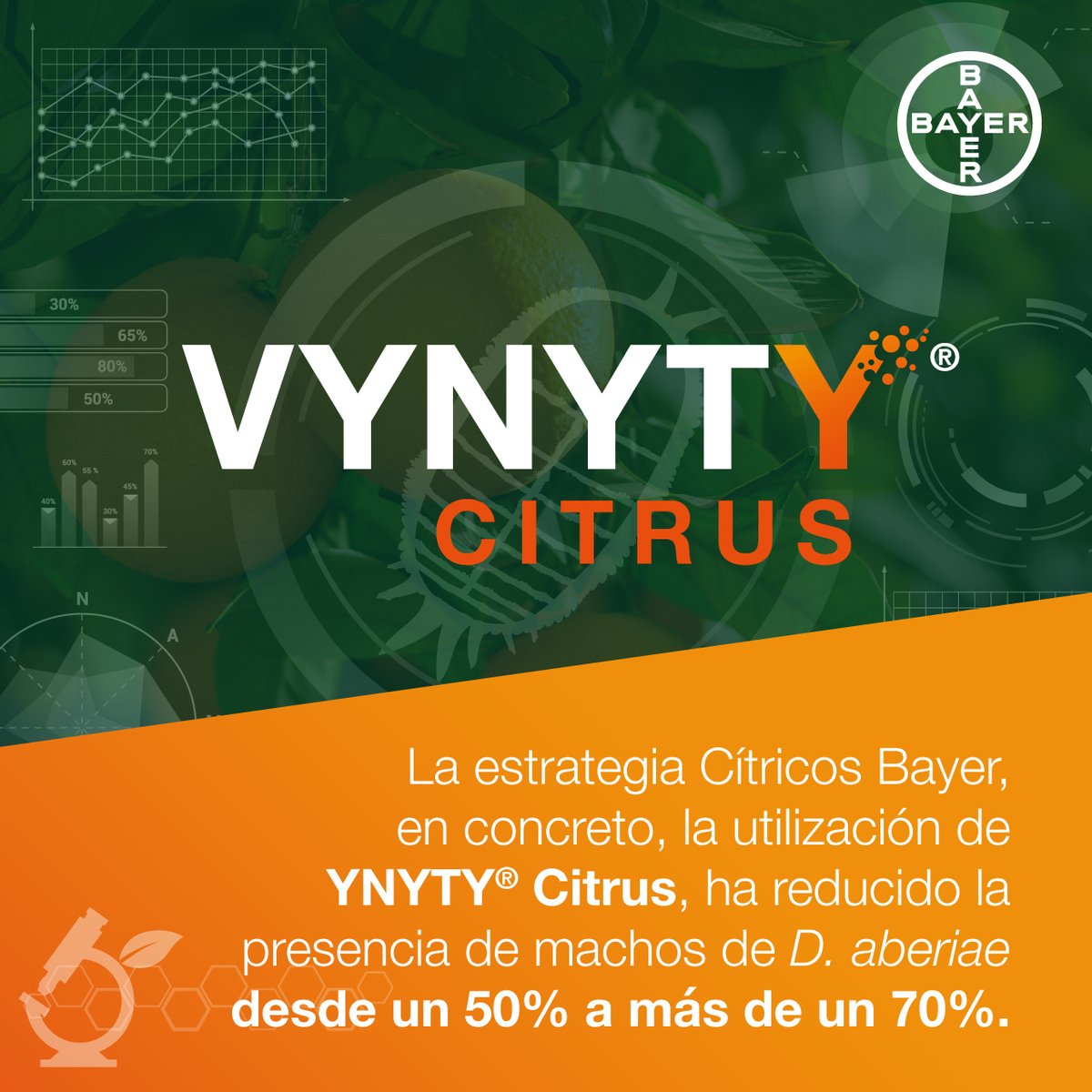 Los resultados obtenidos gracias a la investigación de Citrus Lab no dejan de sorprendernos 👏🏽👏🏽👏🏽 

VYNYTY CITRUS consigue reducir en una gran proporción la plaga de Delottococcus aberiae 🍊

#Maestrosdeloscitricos