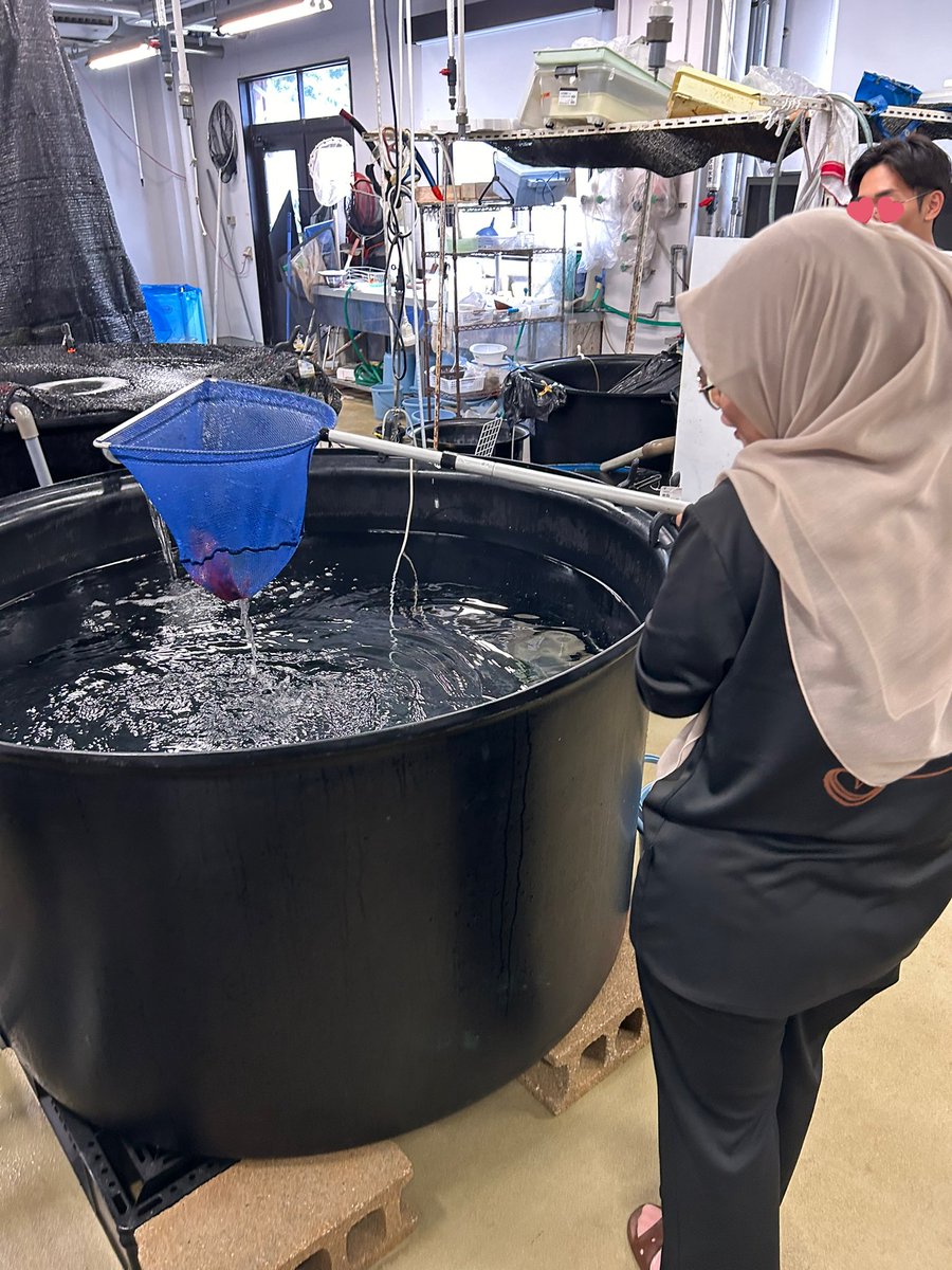 env_reprod's tweet photo. 今週はAFIMAプログラムの一環としてマレーシアからの留学生がラボインターンシップとして研究室に滞在しました。楽しく学んでくれたなら良かったです🐟#AFIMA #NagasakiUniversity #Malaysia #labinternship https://t.co/fReqJ5quSh