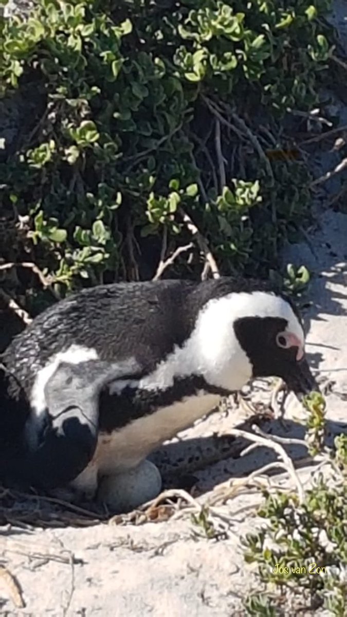 JosVanZon's tweet image. #junieke_fotografie #strandvondst Een initiatief van @SiaWindig 

Gevonden op het strand broedende #Pinguïns op hun Ei #Strandvondst