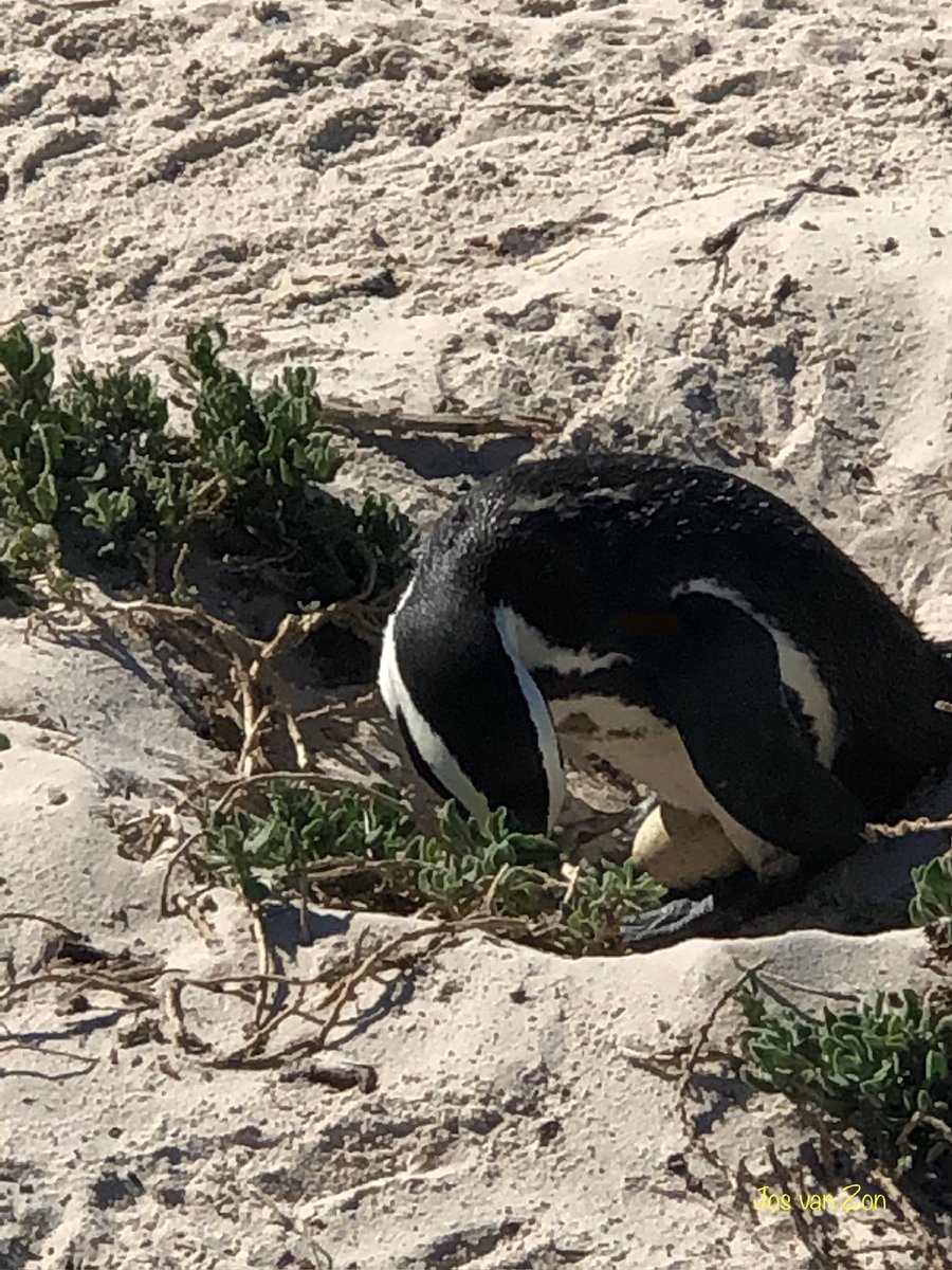 JosVanZon's tweet image. #junieke_fotografie #strandvondst Een initiatief van @SiaWindig 

Gevonden op het strand broedende #Pinguïns op hun Ei #Strandvondst