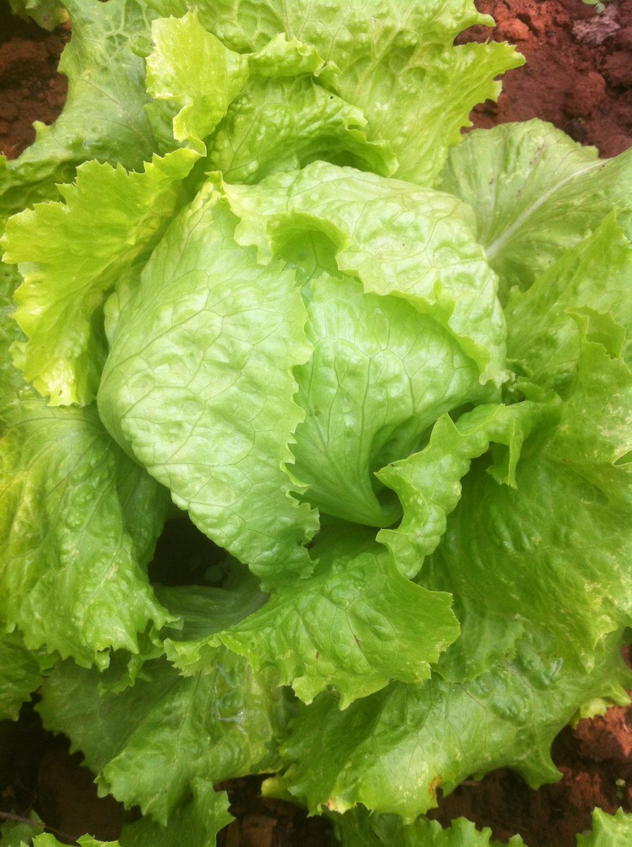 basketdlvd's tweet photo. With the sun and the rain in front, the first of our vegetables #flowers of our vegetables appear to nourish the #soil and #biodiversity. Pleasure for the eyes and #BonheurDePaysan😀
@freshbasketdlvd @jamieoliver @basketdlvd https://t.co/NwdXw6LQLI