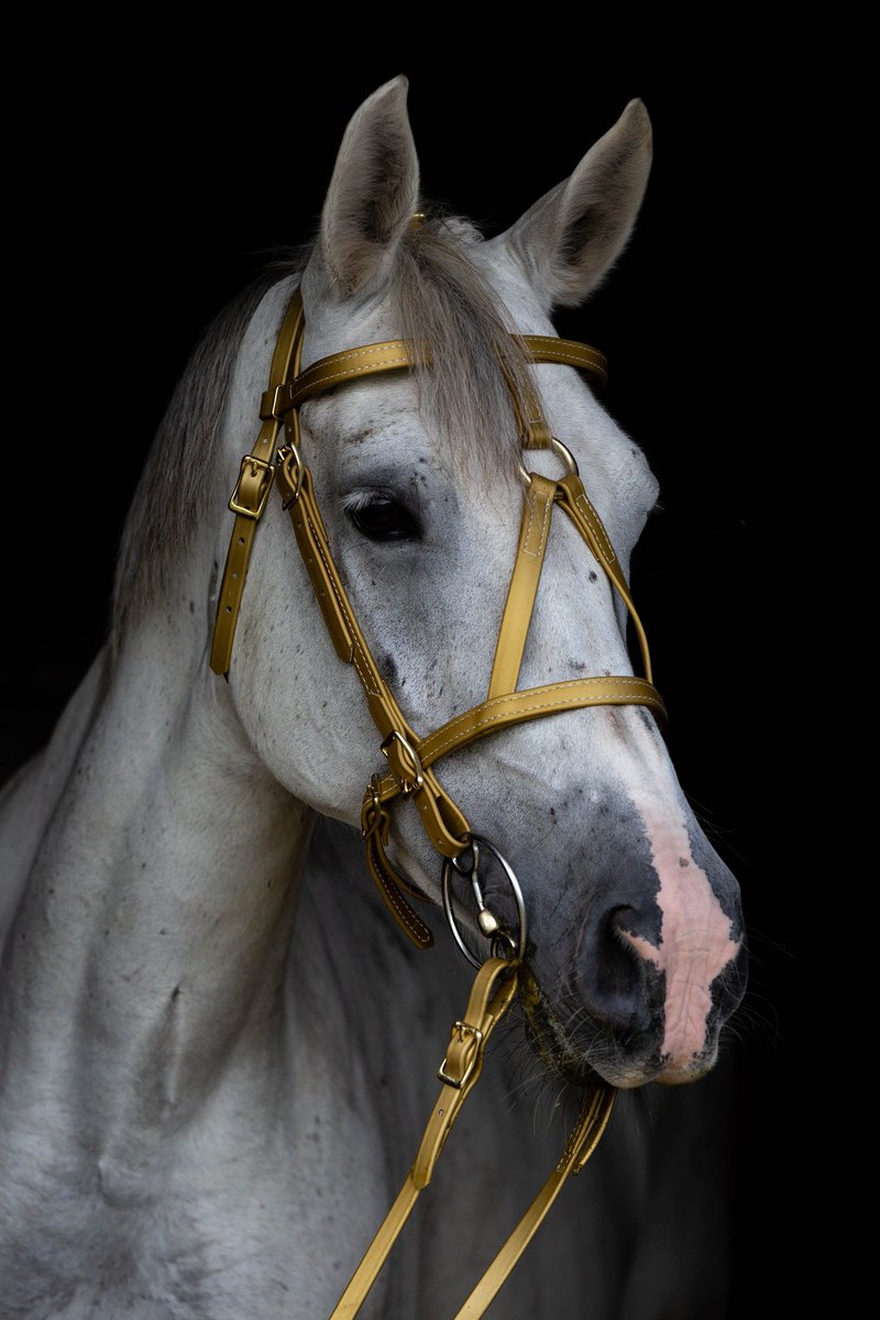 2horsetack's tweet photo. It always surprises us how well our gold beta biothane pops, even on light-colored horses. Seen here in the form of our war bridle on a gorgeous gray
#warbridle #horses #lightcoloredhorses https://t.co/H76v4DWPxq