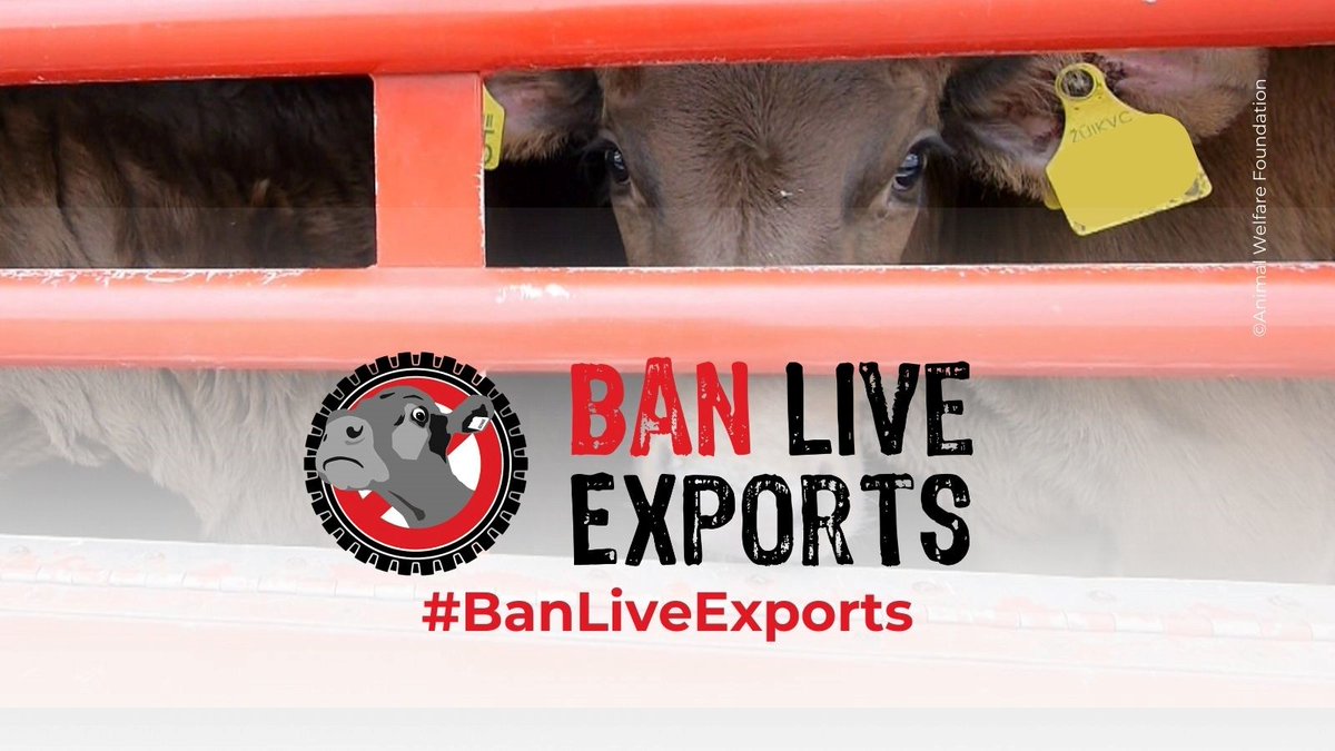 Today is Ban Live Exports International Awareness Day. In South Africa, a nationwide ban on live export is required to align with our Constitution's principles. ALRSA supports a ban on this practice &amp; calls on government to stop the trade. #banliveexport #compassionovercargo