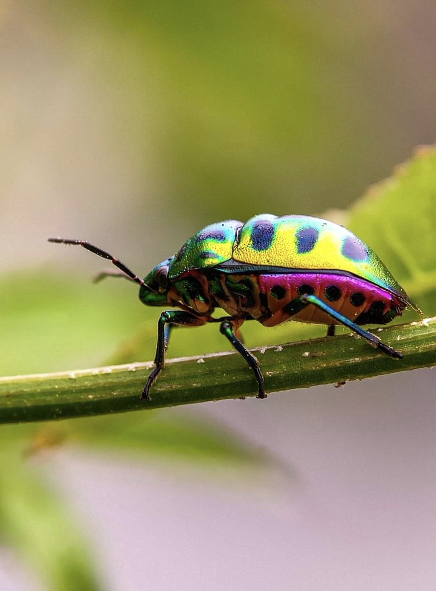 NATURECUTENES's tweet photo. Jewel bug
📍India
#jewelbug #insectphotography #animallovers #naturelovers #natgeoindia https://t.co/45Vd0dpncL